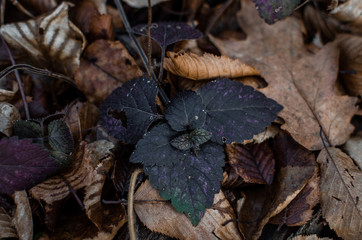 autumn leaves on the ground