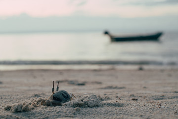 Fototapeta na wymiar Crab on the beach in the sand. Beach landscape at sunset.