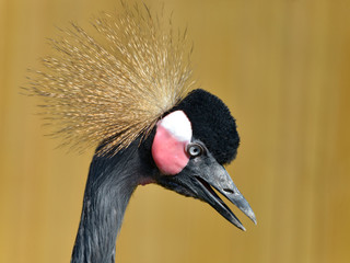 Profile portrait of Black Crowned Crane (Balearica pavonina) with open beak