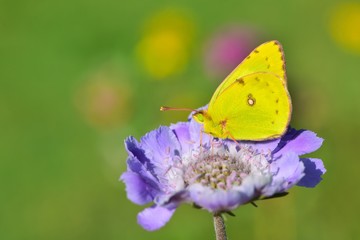 Colias hyale  810