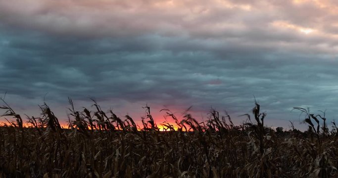A beautiful and dramatic sunset sky silhouettes a cornfield on a farm in the American Midwest in this looping video.