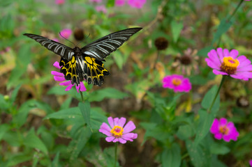 yellow and black butterfly flying