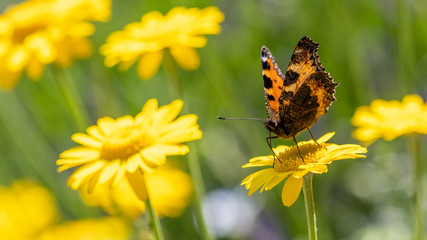 butterfly sitting on flower