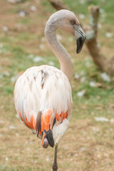 Pink flamingo standing on one leg