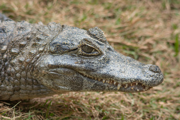 Portrait of a South America alligator head