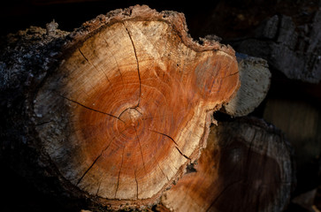 old wood texture. Nature. Tree