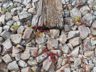  rock and wood organic texture 