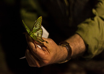 Night butterfly, beautiful Elizabethan butterfly. Insect in nature. In the Sierra de Guadarrama National Park, Madrid and Segovia © pintxoman
