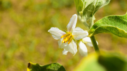 Eggplant new born flower in beauty in garden nature
