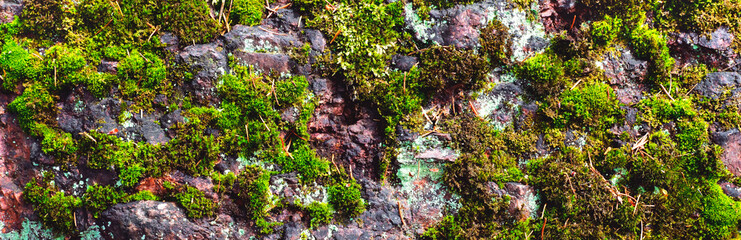 Background and texture of moss on the stone. Panorama.