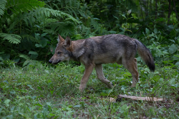 Young Red wolf 