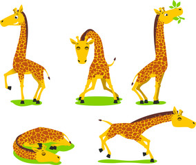 giraffe
