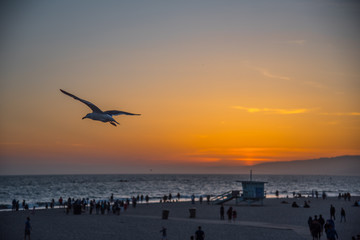 Sonnenuntergang am Meer mit Möwe