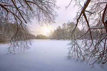 Winter background, forest or park in the snow,  winter-time, coldest season of the year, winter landscape, winter fairy tale, peace and quiet, nature is sleeping