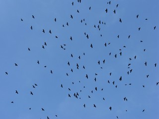 Birds in sky