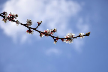 Abstract Natural Backgrounds With Blossom Delicate Apricot Flowers. Early Spring. Apricot's Blooming branch in the garden. Close-up. Copy space.