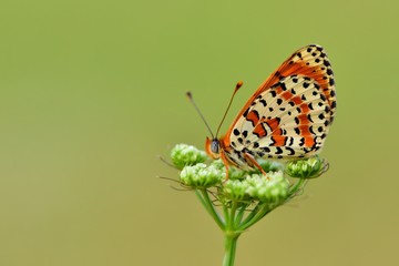 Melitaea didyma  814