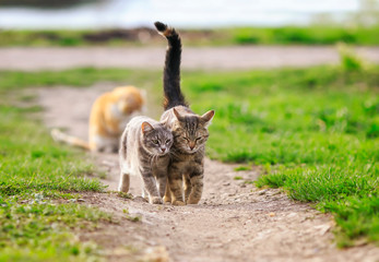 two cute striped cats walking on green grass on a Sunny meadow in spring