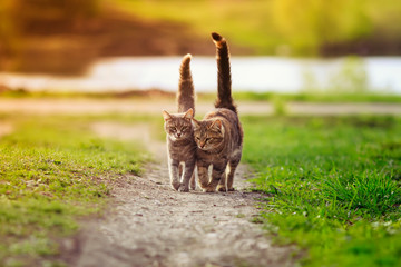 two cute striped cats walking on the road in the garden spring in Sunny day, highly raising tails