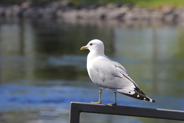 seagull sitting on the fence on a sunny summer day