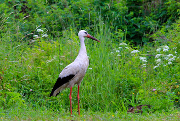 adult stork in the swamp watching people