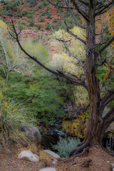 Fall for Planet Sedona