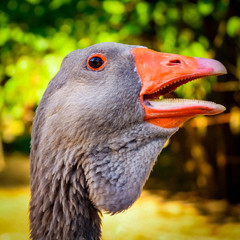 Eine Gans 