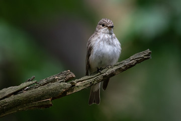 flycatcher on a branch
