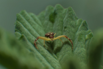 spider on leaf