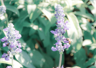 Obraz premium Bees with purple salvia flowers in the garden