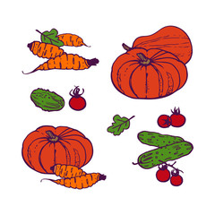 Set of assorted vegetables - pumpkins, carrots, cucumbers and tomatoes. Colored artwork. Hand drawing. Cartoon style. Isolated on white background. Stock vector image.