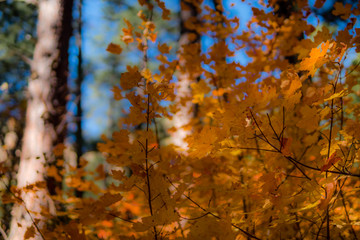 Fall for Planet Sedona