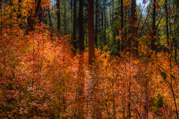 Fall for Planet Sedona