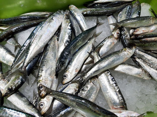 Sardines on Crashed Ice. Close Up 2