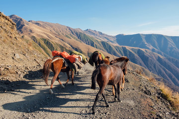 A team of horses are hiking the mountain pass