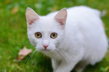 Portrait of Beautiful pure white cat.