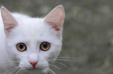 Portrait of Beautiful pure white cat.