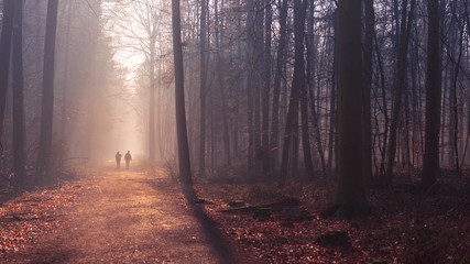 Fototapeta premium Waldspaziergang