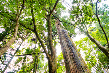A cedar tree called "Ai-sho no sugi (cedar of congeniality)" at Kifune Shrine. Sakyo-ku, Kyoto, Japan
