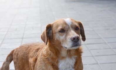 Homeless abandoned dog on the street. Portrait of dog.