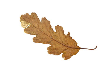 Old oak leaves isolated on white. Autumn leaf.