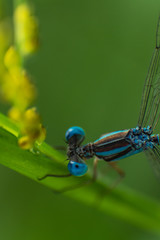 superior view of dragonfly