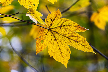 Fototapeta premium Ahornblätter im Herbst