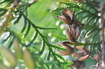 Juniper branches close up Evergreen juniper plant cypress branches leaves with seeds close-up...
