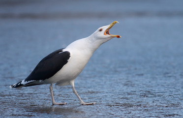 Fototapeta na wymiar Great Black-backed gull 