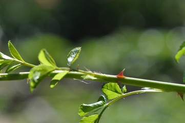 Thorn roses close-up. Branch with leaves and sharp spikes close-up on a blurred background. Garden...