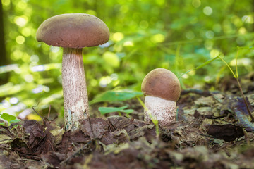 Beautiful fungus boletus (Leccinum scabrum) in a wood