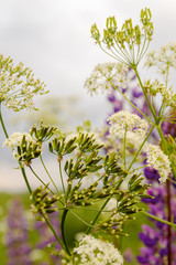 Grass and flowers in a summer field