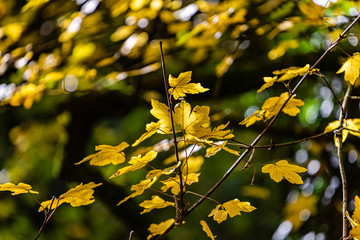 Ahornblätter im Herbst