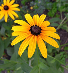 yellow chrysanthemums in a summer garden on a background of greenery